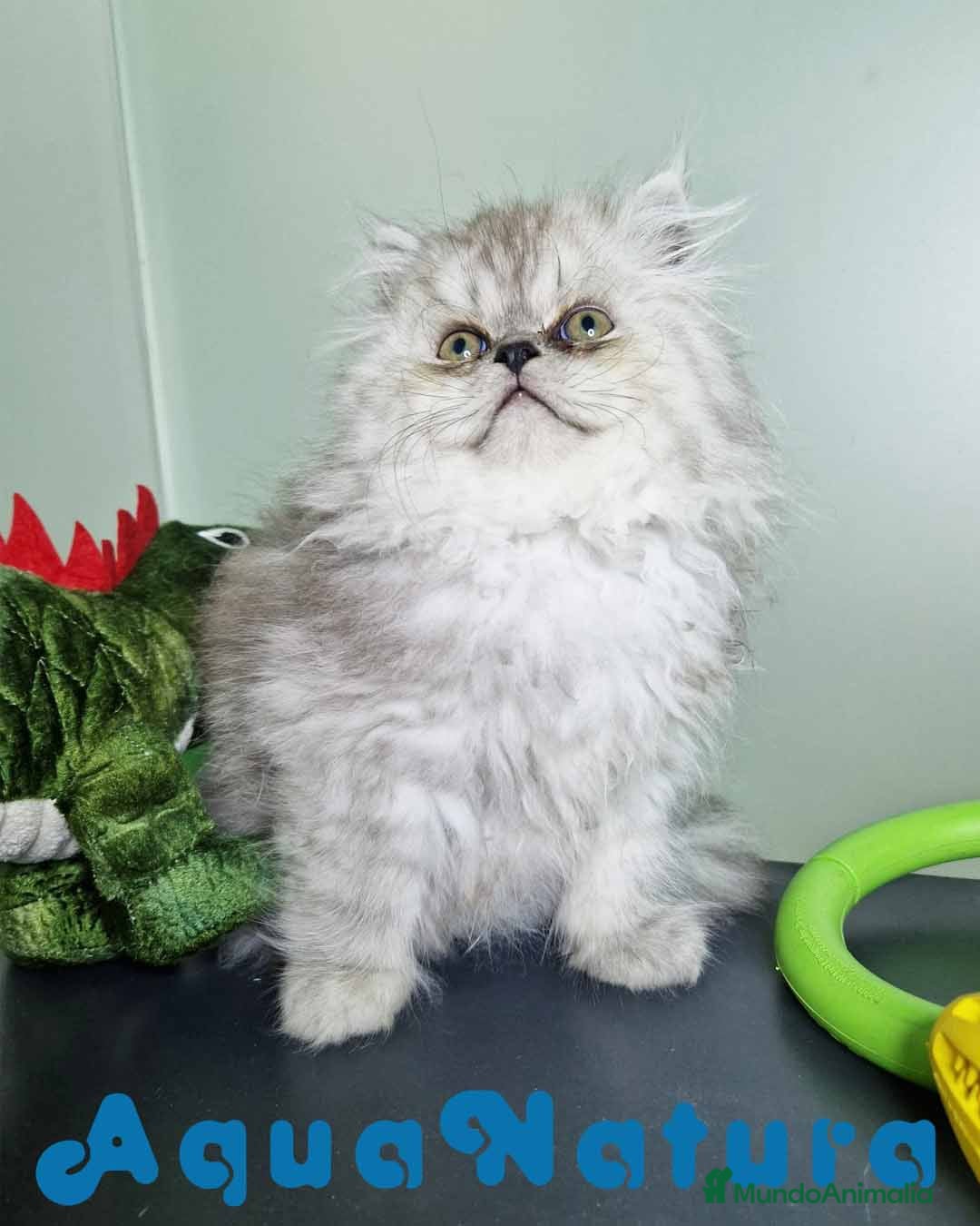 Persa gatos en venta: Persa Macho Virgi 7732 AQUANATURA - Imagen 8