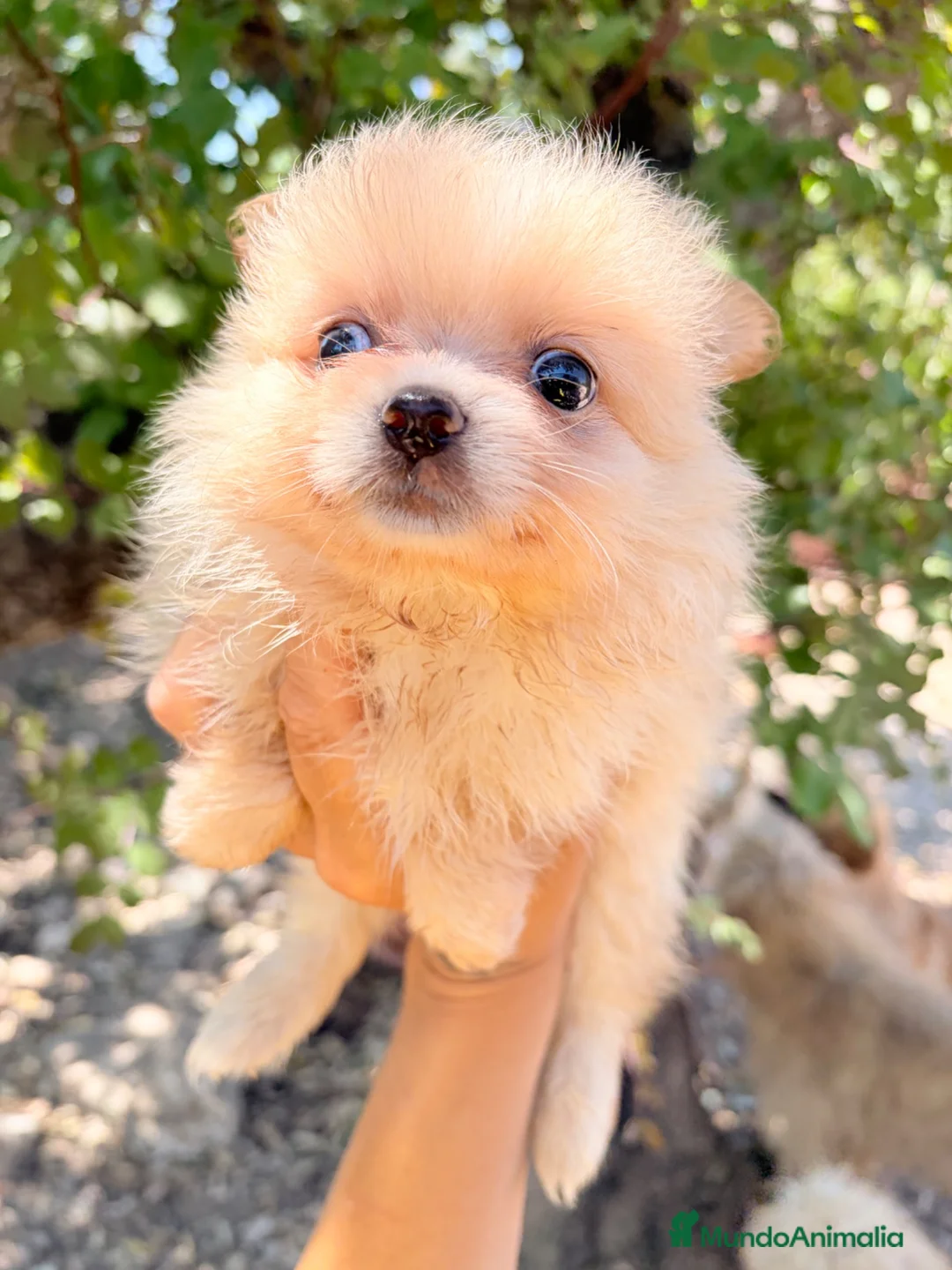 Pomerania perros en venta: Pomerania lulù mini - Anuncio 2