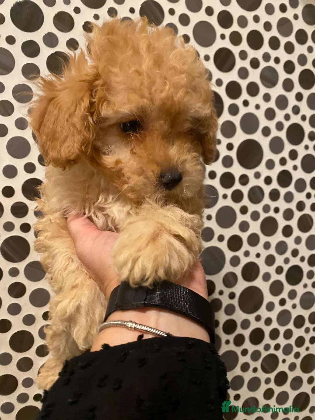 Caniche Toy perros en venta: Precioso caniche toy en Madrid - Anuncio 2