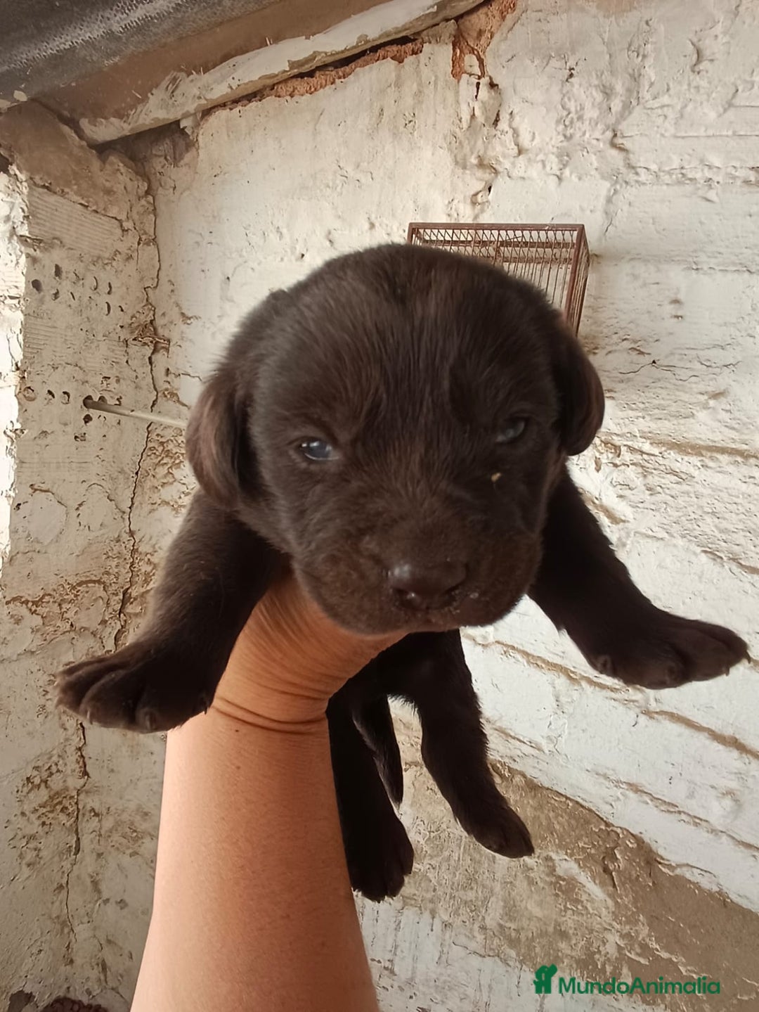 Labrador Retriever perros en venta: Espectacular labrador retriever chocolate  - Imagen 3