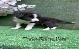 Border Collie perros en venta: BORDER COLLIE DE VILLA BIZNAGA - Imagen 7