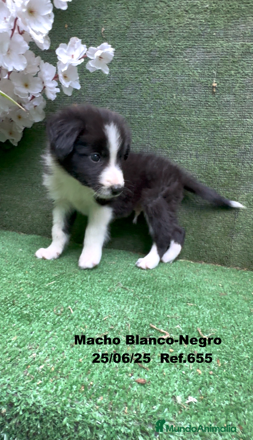 Border Collie perros en venta: BORDER COLLIE DE VILLA BIZNAGA - Imagen 7