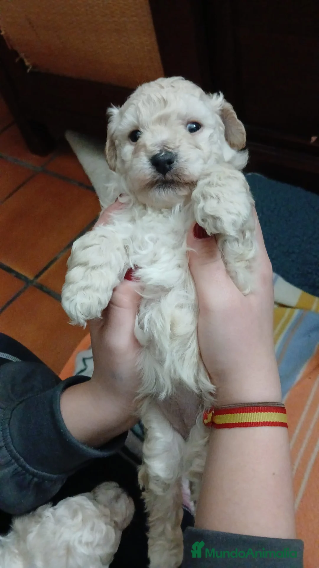 Caniche Enano perros en venta: CANICHES - Anuncio 14