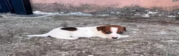 Jack Russell Terrier perros en venta: Cachorros de jack russell  - Anuncio 3