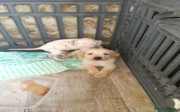 Labrador Retriever perros en venta: Labrador retriever dorado  - Imagen 1