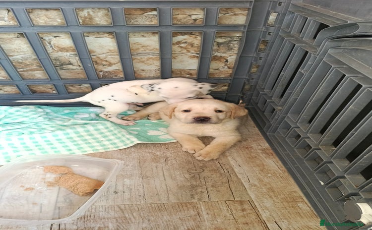 Labrador Retriever perros - Anuncio 10