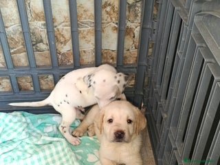 Labrador Retriever perros - Anuncio 18
