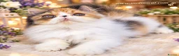 Persa gatos en venta: Persa tricolor  - Anuncio 4