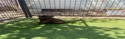Pastor Belga Malinois perros en venta: PASTOR BELGA MALINOIS - Anuncio 21