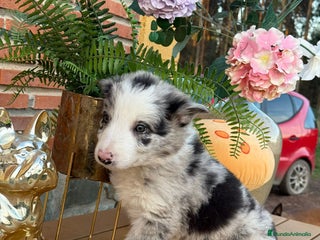 Border Collie perros Preciosos border collie - Anuncio 6