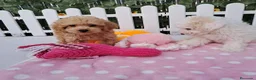 Caniche Toy perros en venta: Bebés Caniches Toy Machos  - Anuncio 1