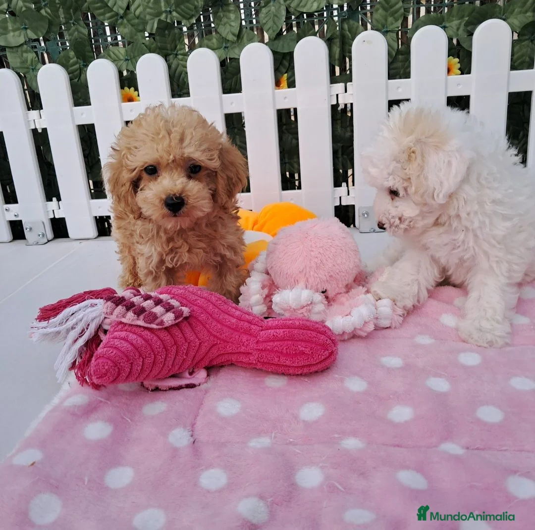 Caniche Toy perros en venta: Bebés Caniches Toy Machos  - Anuncio 1