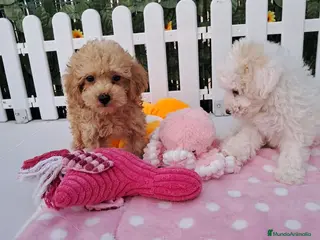 Caniche Toy perros Bebés Caniches Toy Machos - Anuncio 1