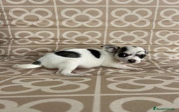 Chihuahua perros en venta: Macho chihuahua toys  - Imagen 5