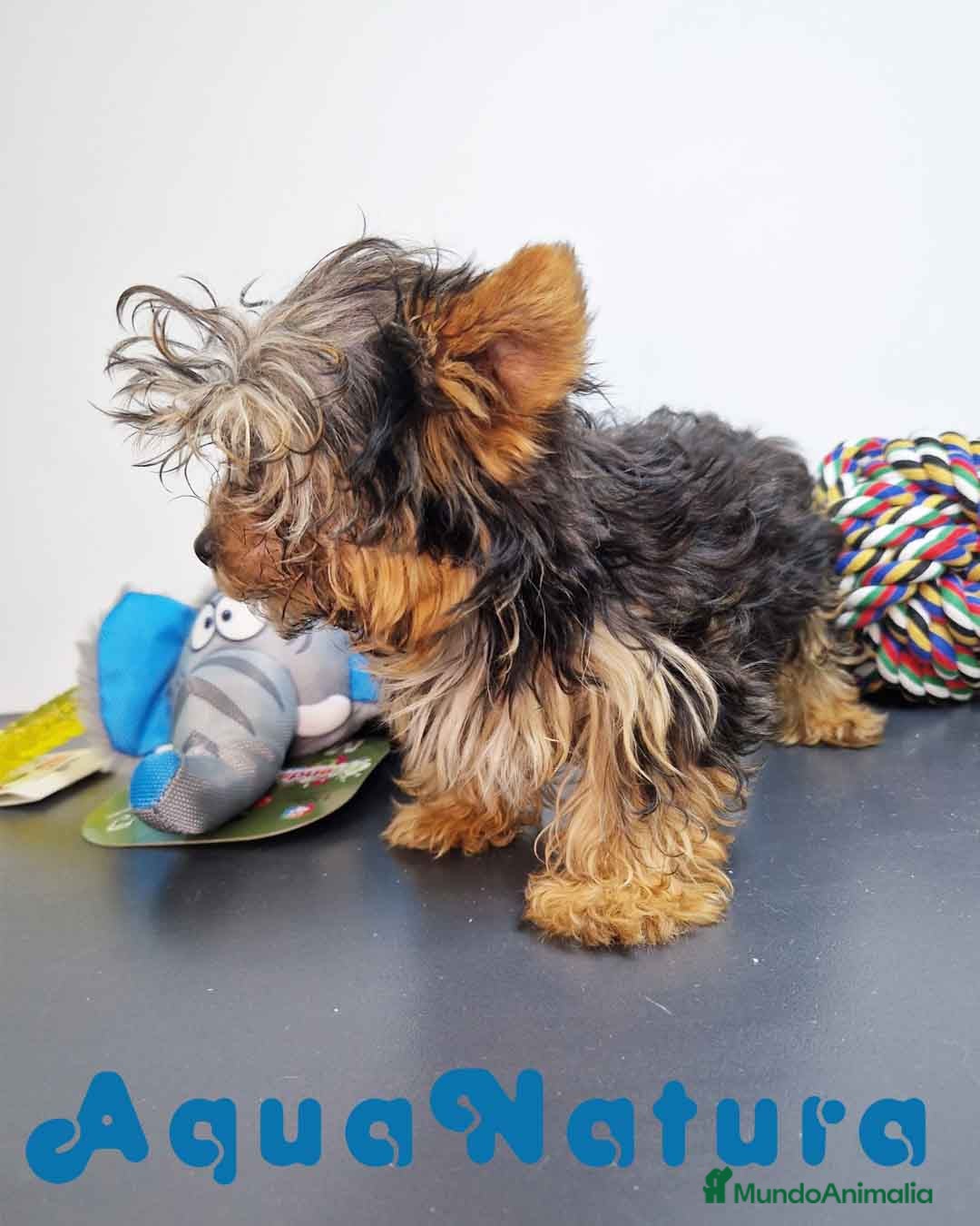Yorkshire Terrier perros Yorkshire Macho 7519 - AQUANATURA en Barcelona - Anuncio 5