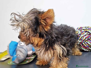 Yorkshire Terrier perros en Barcelona - Anuncio 2