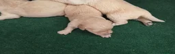 Golden Retriever perros en venta: Cacharros de golden retriever. - Anuncio 5