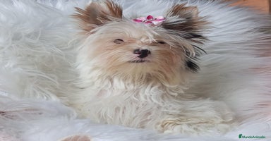 Biewer Yorkshire Terrier a la Pom Pon perros - Propaganda 6