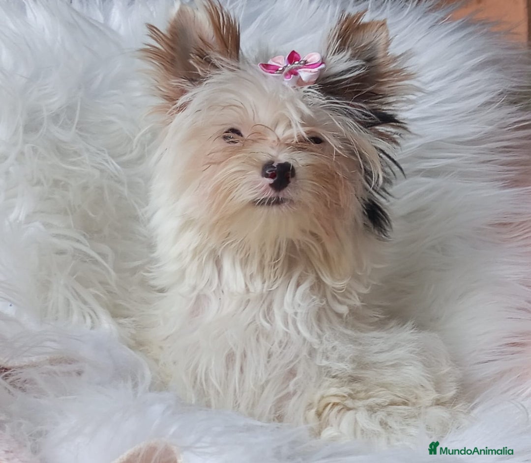 Biewer Yorkshire Terrier a la Pom Pon perros en venta: Hembra Yorkshire Biewer toy - Imagen 2