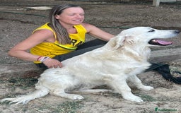 Golden Retriever perros para monta: MACHO PARA MONTAS  - Imagen 4