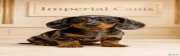 Teckel Miniatura perros en venta: TECKEL MINIATURA - ARLEQUIN 2 MESES - Anuncio 1