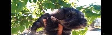Schnauzer Miniatura Cachorro 2