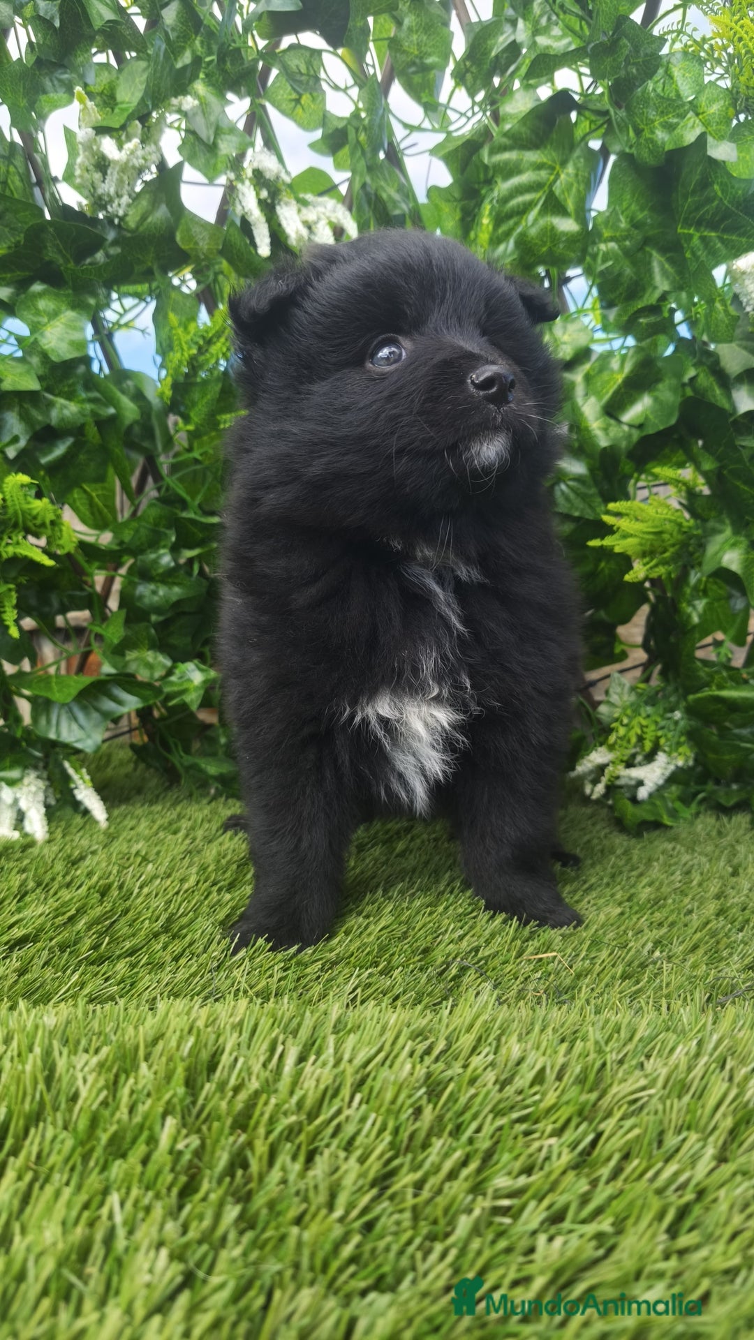 Raza Mixta perros en venta: Bordercollie mini( borderpom) - Anuncio 3