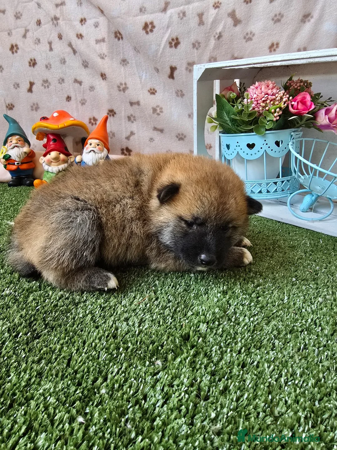 Shiba Inu perros en venta: SHIBA INU CACHORRO - Anuncio 1