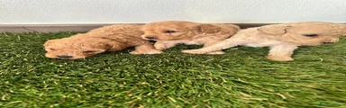 Caniche Toy el clarito 