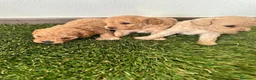 Caniche Toy perros en venta: Caniches Toy de papa asiático puros inigualables  - Anuncio 2