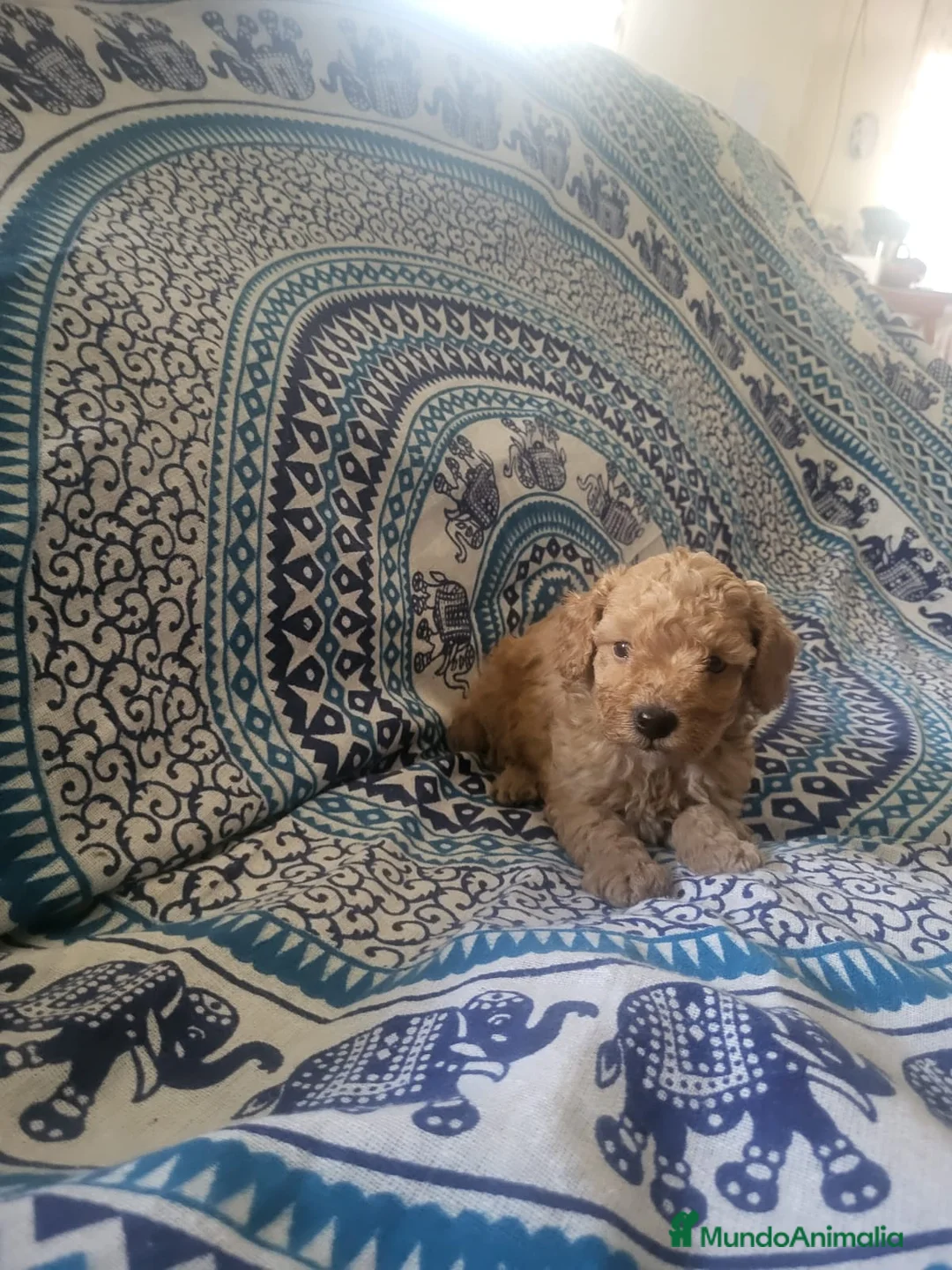 Caniche Enano perros en venta: Caniches en Barcelona - Anuncio 1