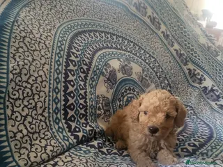 Caniche Enano perros Caniches en Barcelona - Anuncio 3