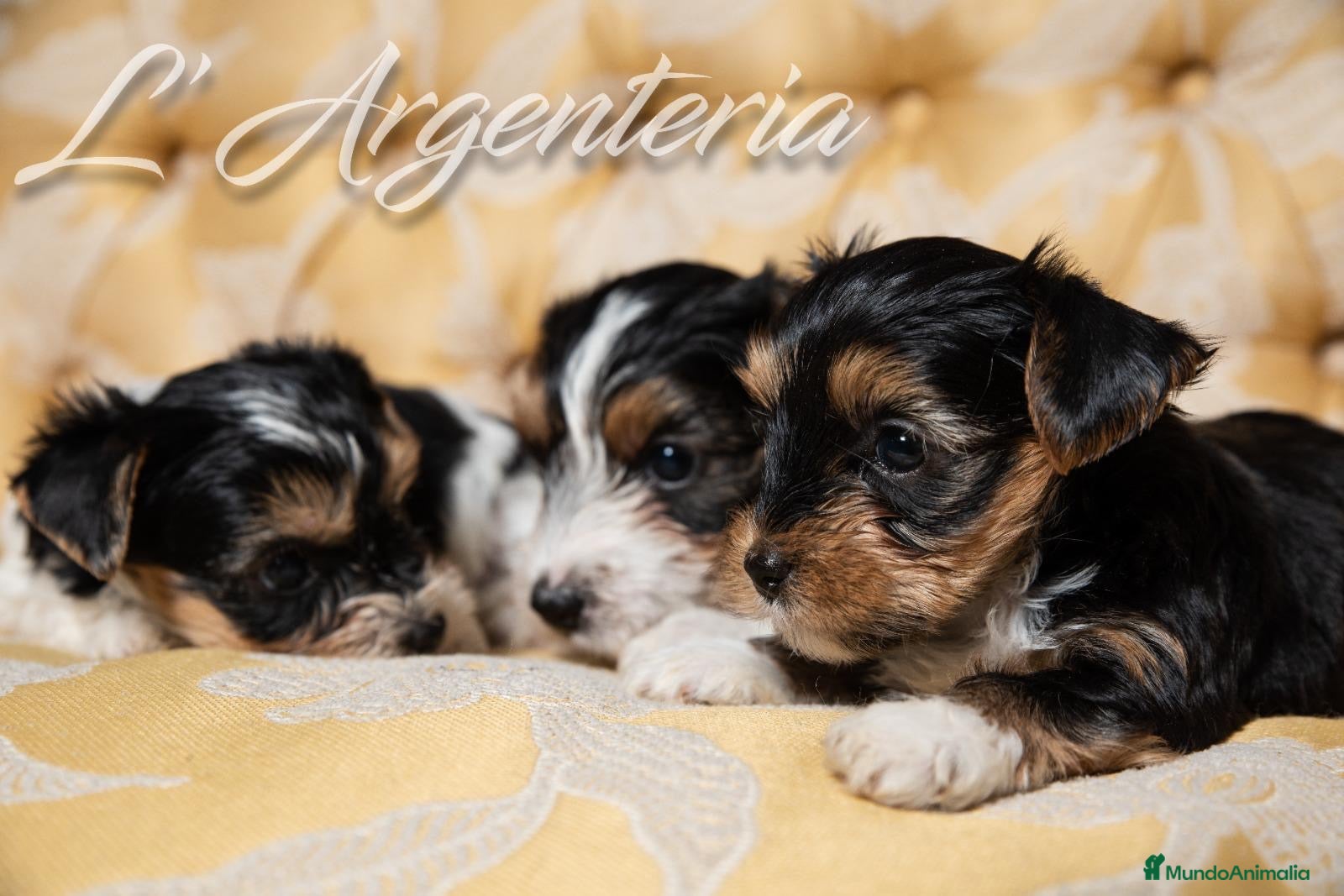 Biewer Yorkshire Terrier a la Pom Pon perros Camada Yorkshire Biewer - Anuncio 1
