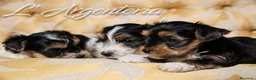 Biewer Yorkshire Terrier a la Pom Pon perros en venta: Camada Yorkshire Biewer - Anuncio 1