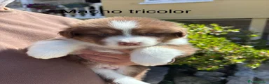 Pastor Australiano Cachorro 1