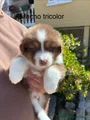 Pastor Australiano Cachorro 1