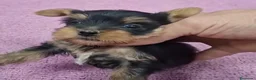 Yorkshire Terrier perros en venta: Preciosas Yorkshire Toy disponibles para entregar en Málaga - Anuncio 4