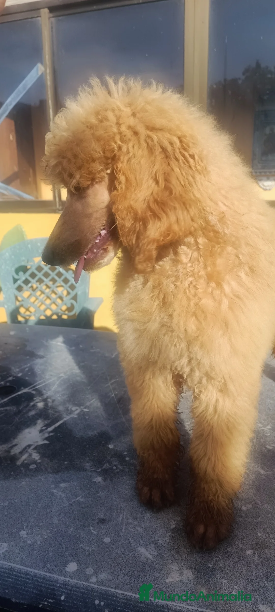 Caniche Gigante perros en venta: Caniche gigante Apricot macho - Anuncio 5