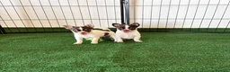 Chihuahua perros en venta: Chihuahuas  - Anuncio 1