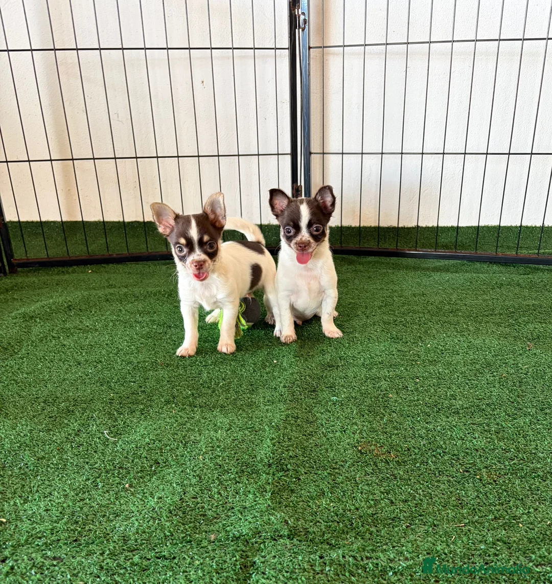 Chihuahua perros en venta: Chihuahuas  - Anuncio 1