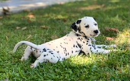 Dálmata perros en venta: Espectacular camada de dálmatas  - Imagen 6