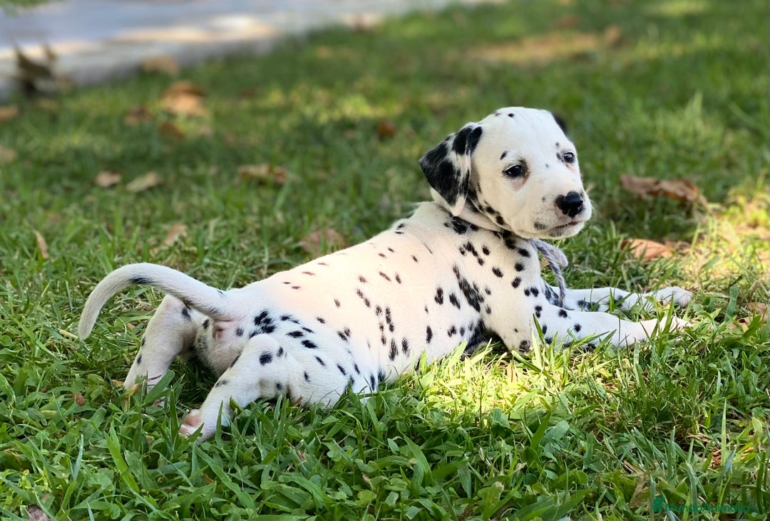Dálmata perros en venta: Espectacular camada de dálmatas  - Imagen 6