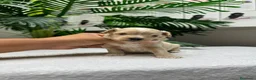 Maltipoo perros en venta: MALTIPOO - Anuncio 13