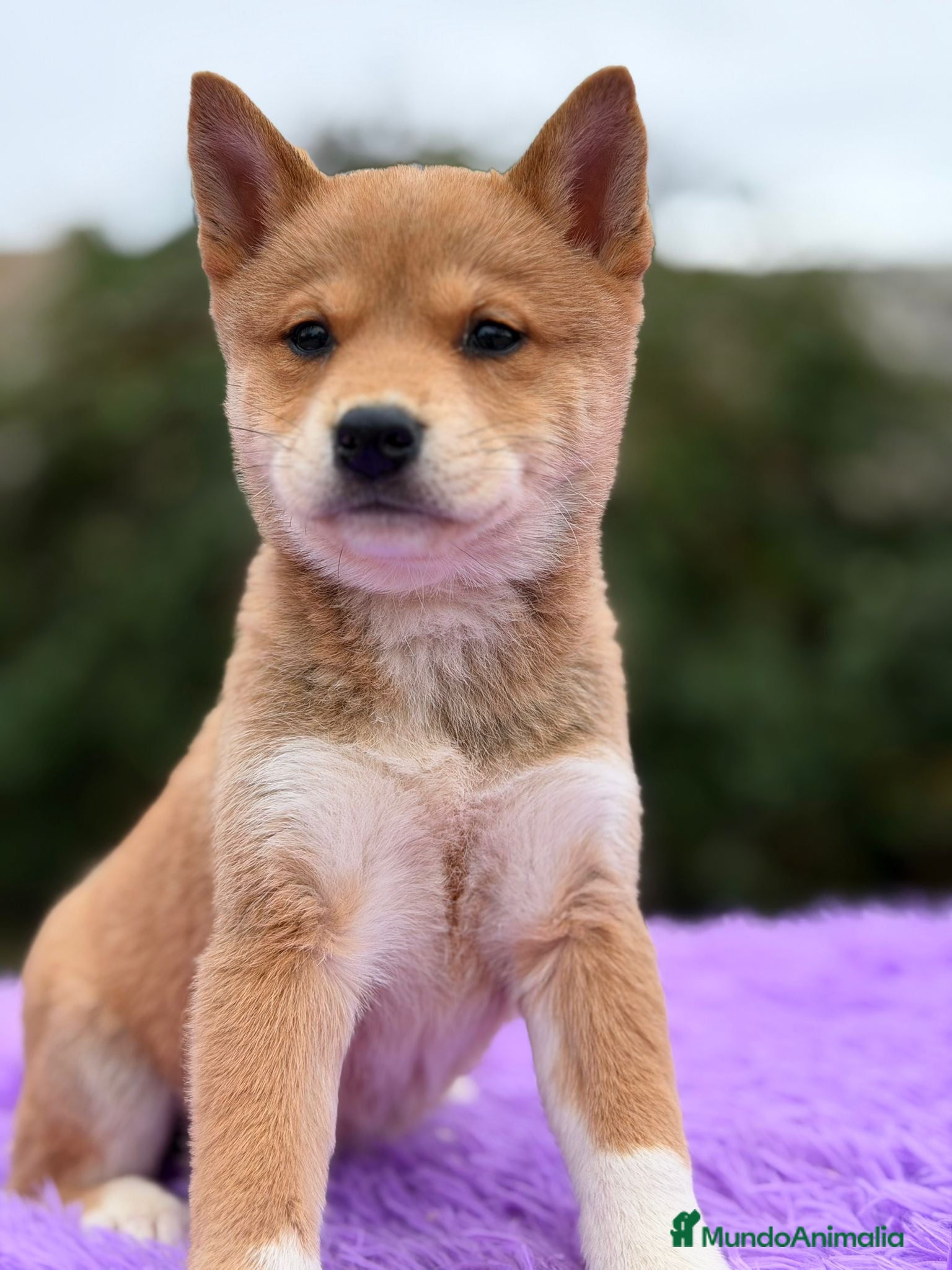 Shiba Inu perros Shiba inu Rojo Hembra - Anuncio 21