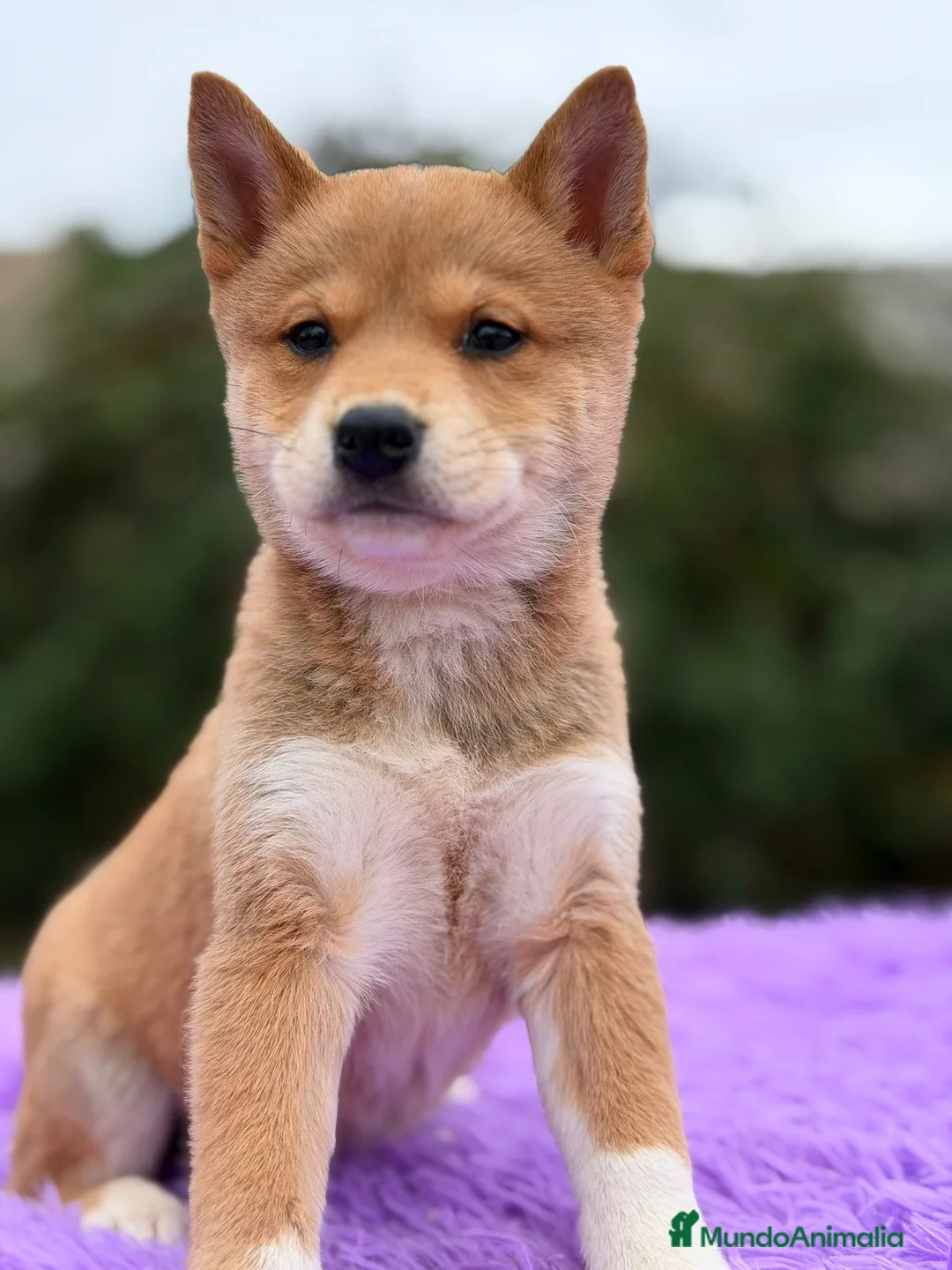 Shiba Inu perros en venta: Shiba inu Rojo Hembra - Anuncio 1