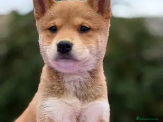 Shiba Inu perros Shiba inu Rojo Hembra - Anuncio 12