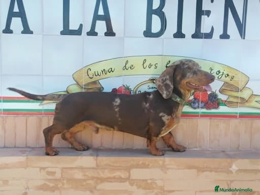 Teckel Miniatura perros Monta de Teckel Arlequín Chocolate  - Anuncio 1