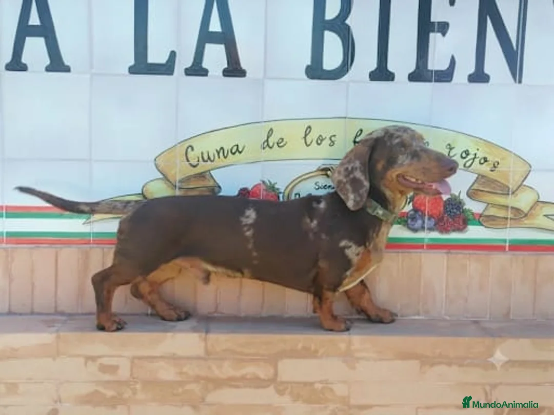 Teckel Miniatura perros para monta: Monta de Teckel Arlequín Chocolate  - Anuncio 1
