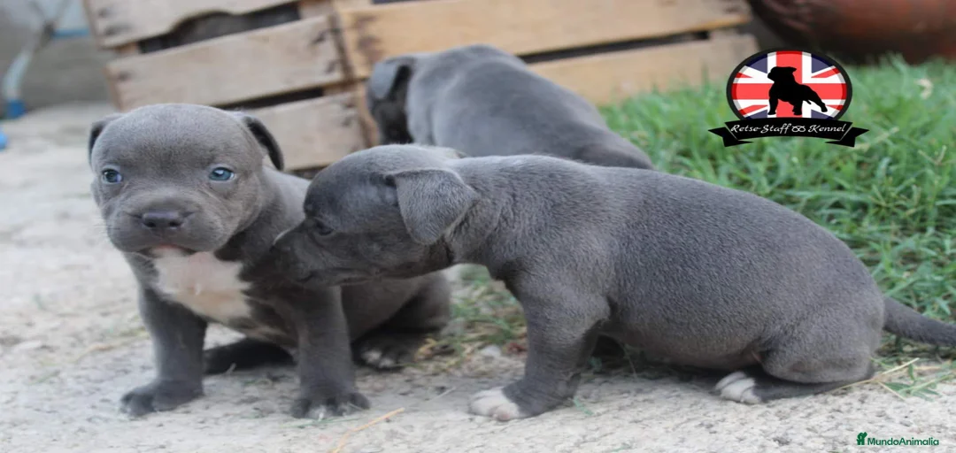 Imagen de galería {{count}}