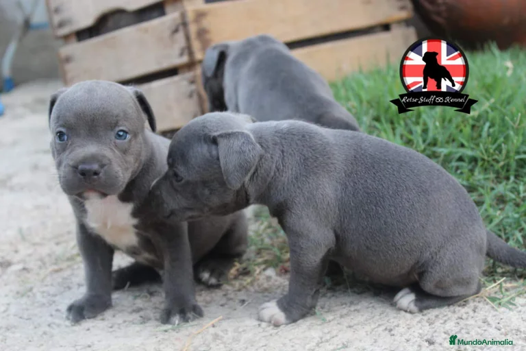 Imagen de galería {{count}}